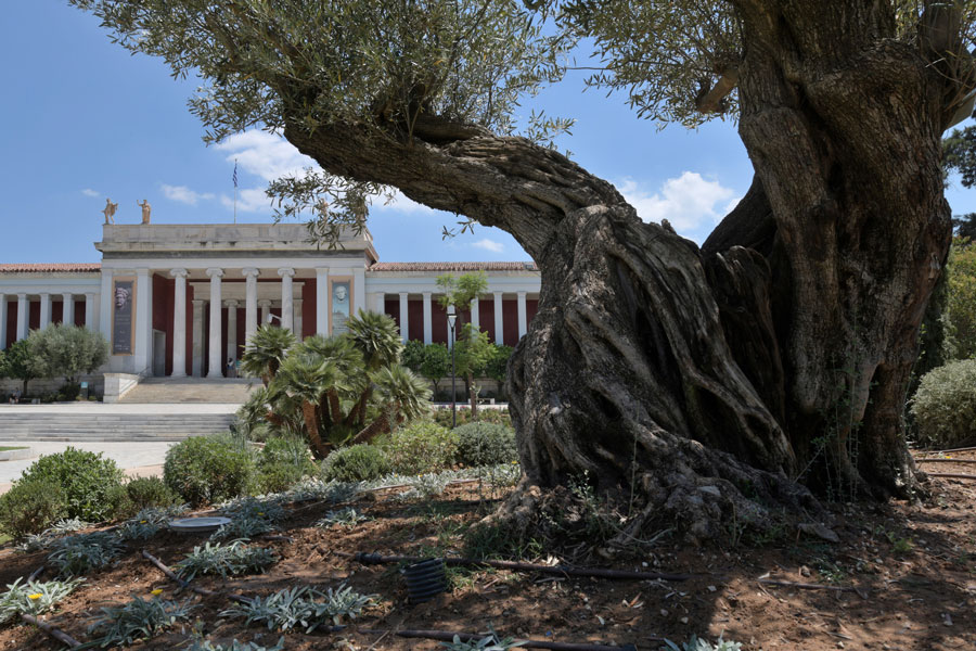 ギリシャ アテネ国立考古学博物館の庭園改修 日本企業の支援により実現 ギリシャ 日本ギリシャ 日本